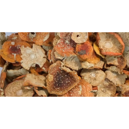 HarmoniZe Mushrooms - Amanita Wholesale (Red fly agaric - season 2023 )